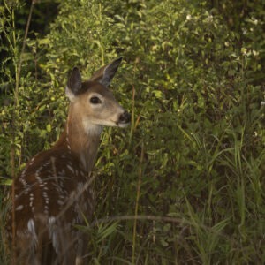 A deer stands gracefully amidst tall grass