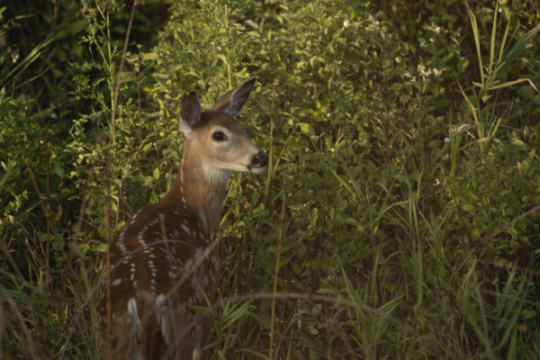 A deer stands gracefully amidst tall grass