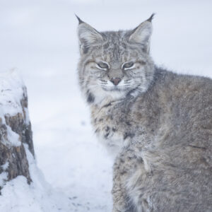 A bobcat rests in the snow beside a tree stump