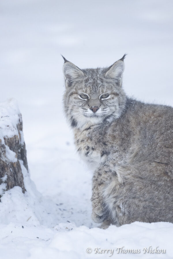 A bobcat rests in the snow beside a tree stump