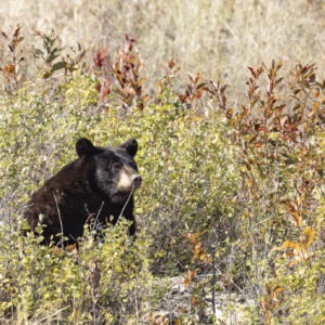 A black bear is seen in a lush field of tall grass