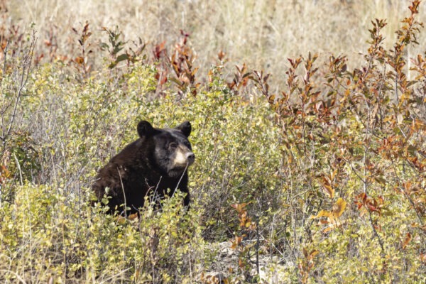 A black bear is seen in a lush field of tall grass