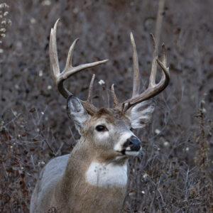 A deer with impressive antlers is seen in a vibrant field