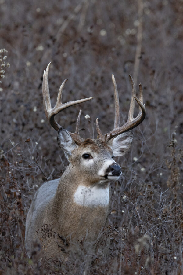 A deer with impressive antlers is seen in a vibrant field