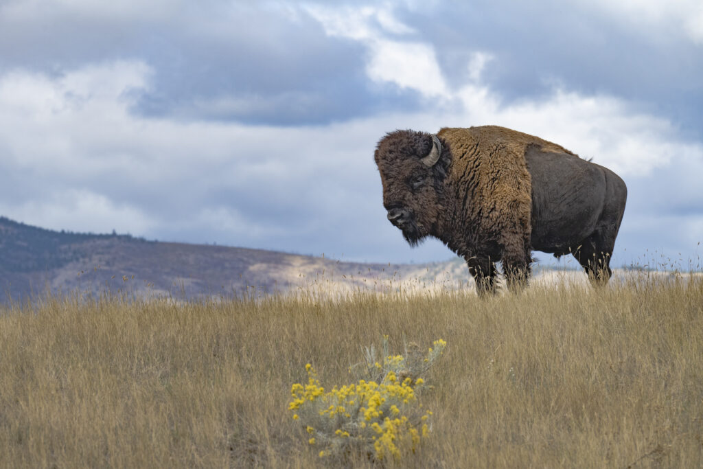 A bison stands majestically in a field