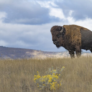 A bison stands majestically in a field