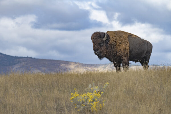 A bison stands majestically in a field