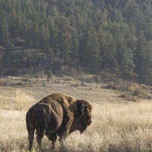 A bison strides through a lush green field