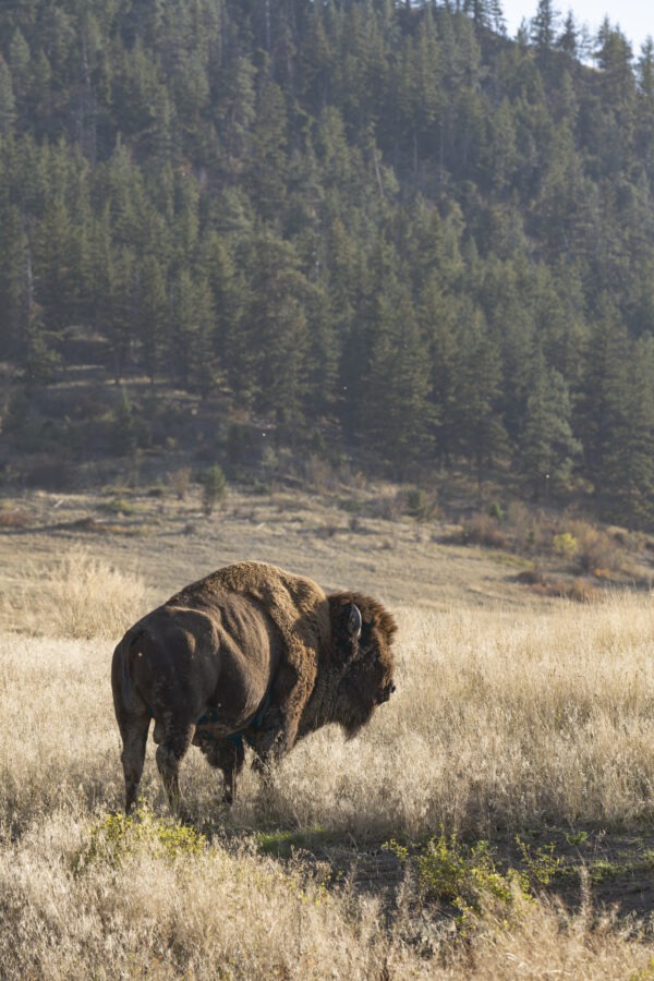 A bison strides through a lush green field