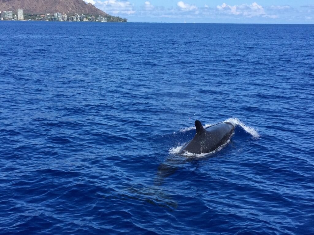 Whale on the ocean